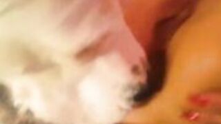 Husband, Wife Dog Beastiality Videos