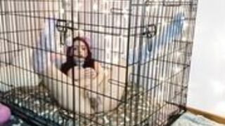 PuppyGirlfriend - Disobedient Pup Slaps Clamps Punishment
